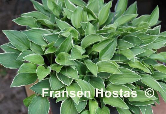 Hosta Saishu Yahato Sito